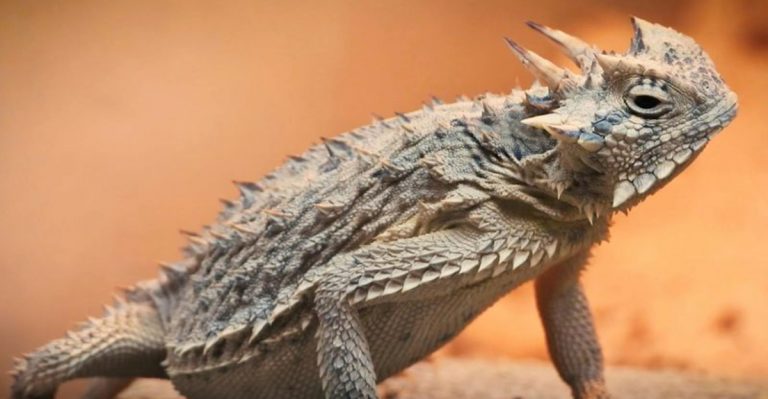 12 Wildlife Wonders That Call Texas Home (You Won’t Believe Some Of These Species)