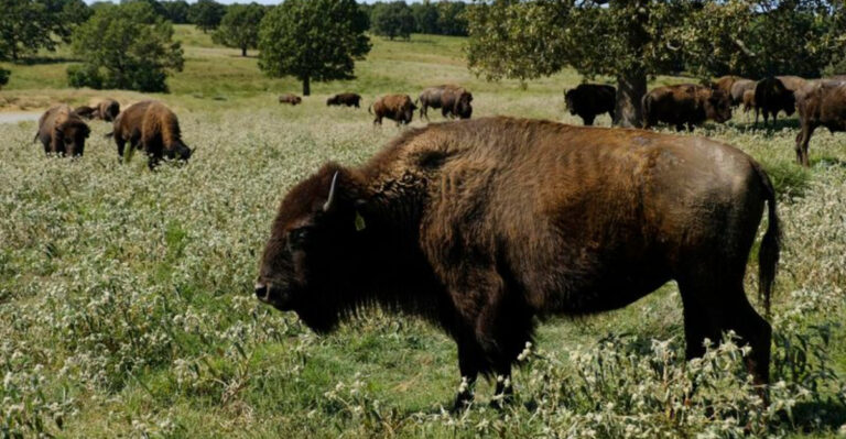 120 Years Of Conservation Efforts, The Remarkable Revival Of Yellowstone’s Bison