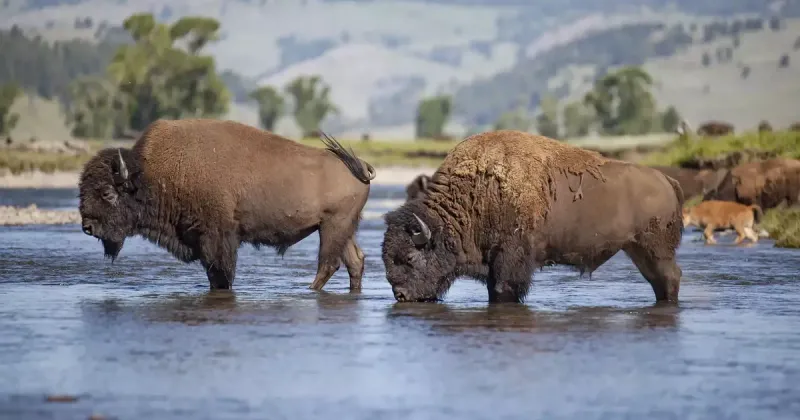 The History Of Yellowstone's Bison Population
