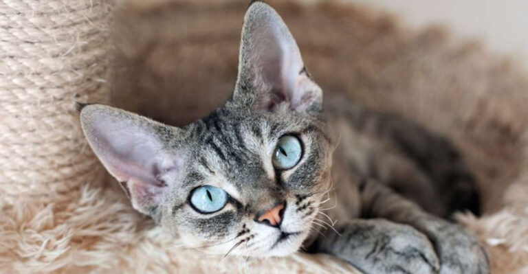 13 Cat Breeds Who Just Want To Be Loved