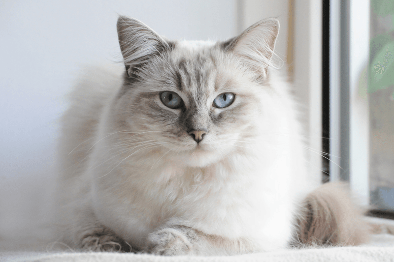 Ragdoll