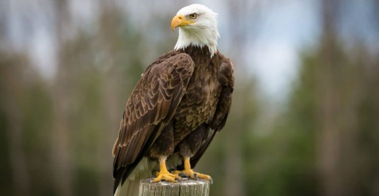 13 Fascinating Facts About The American Bald Eagle