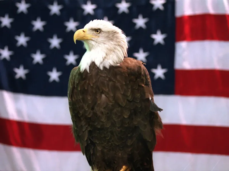 The National Bird Of The United States