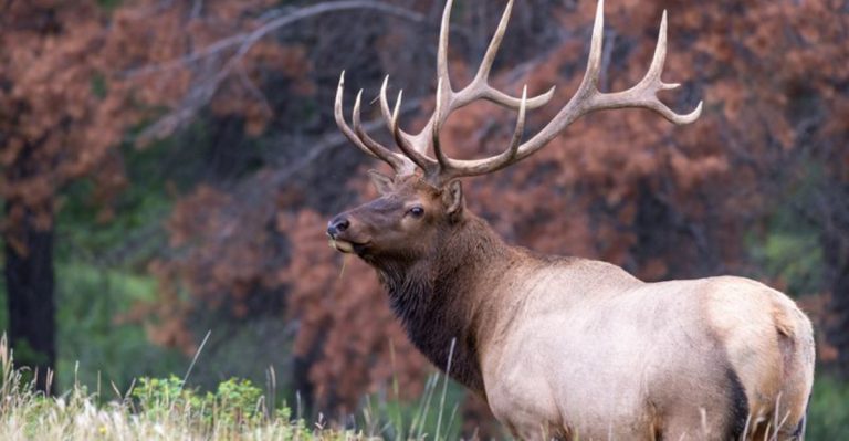 13 States Where Elk Herds Are Making An Incredible Comeback