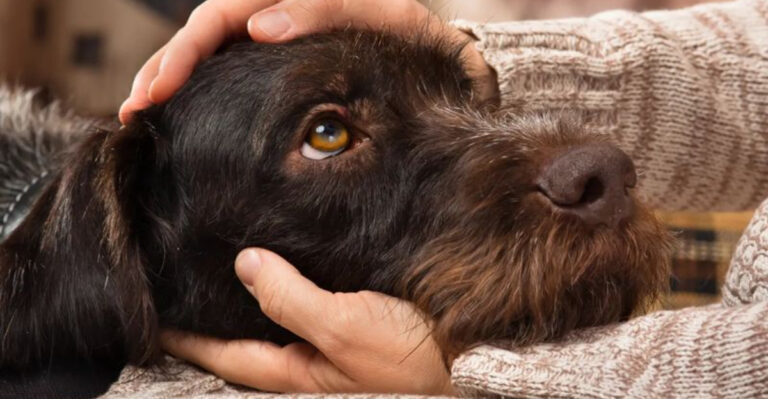 13 Things Dogs Do That Actually Mean “I Love You”
