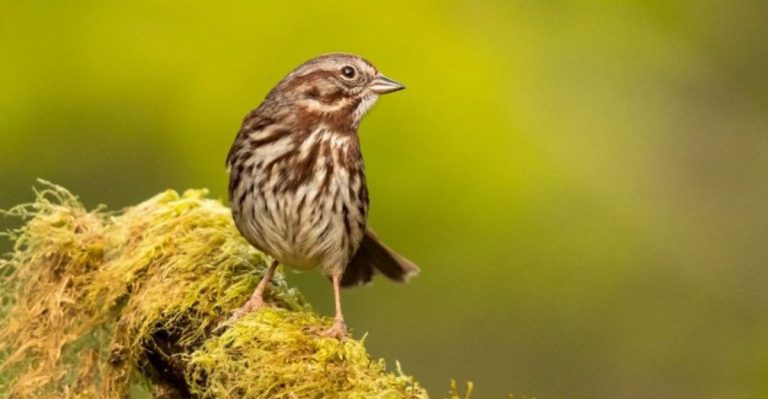 13 U.S. Birds You Can Spot Right From Your Window