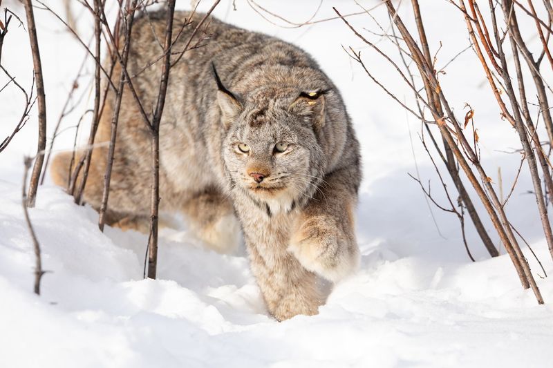 Canada Lynx