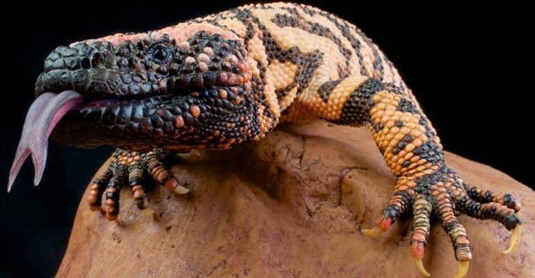 13 Wildlife Wonders You Won’t Believe Live In Utah