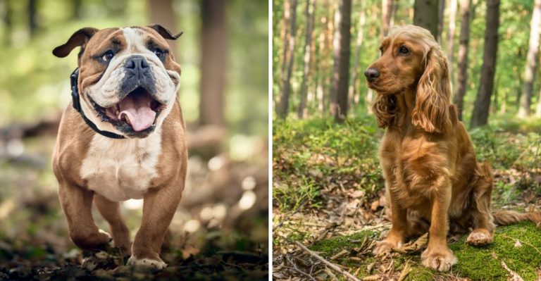 14 Dog Breeds I Would Avoid At All Costs