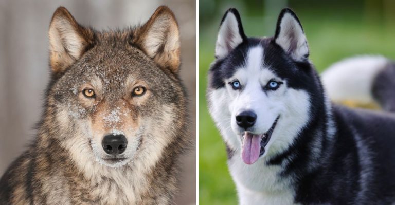 14 Key Differences Between Wolves And Huskies That Will Help You Tell Them Apart