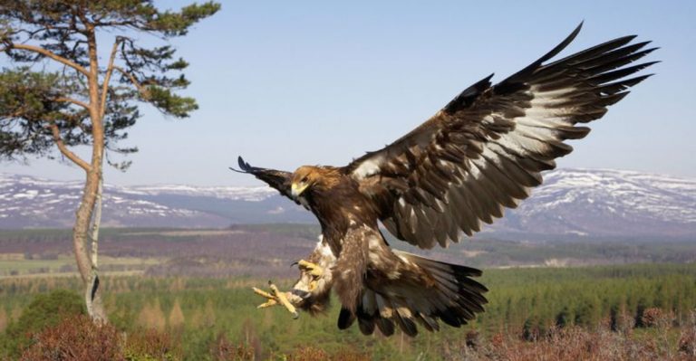 14 Majestic Animals You Can Spot In Yellowstone Today