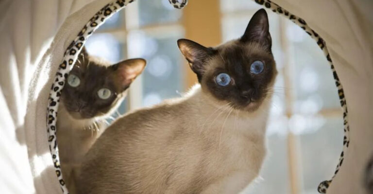 14 Most Mischievous Cat Breeds