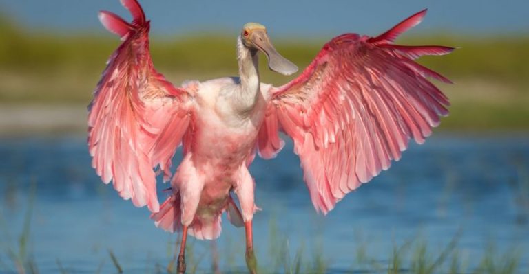 14 Rare Birds In America Every Birdwatcher Dreams Of Spotting