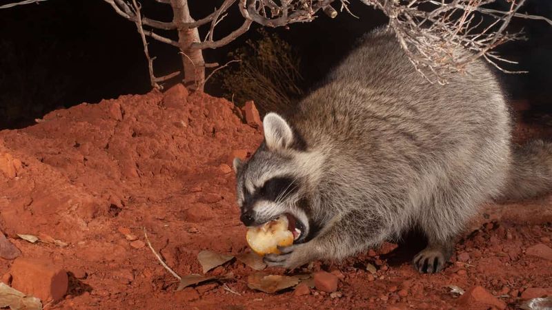 Raccoons Are Essential For Pest Control