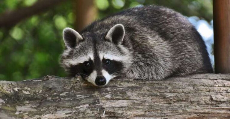 14 Reasons Why You Should Never Kick Raccoons Out Of Your Yard