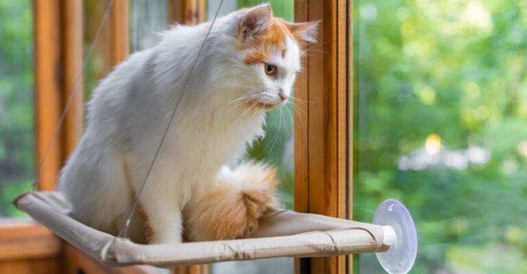 14 Things Cats Love But Most Owners Don’t Do Enough