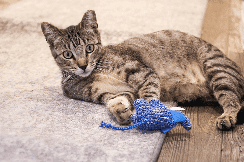 Interactive Playtime