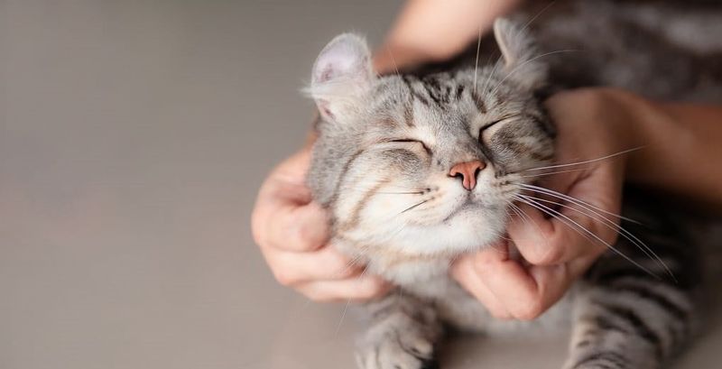 Cats Are Cold And Unaffectionate