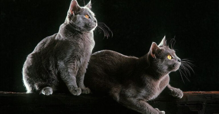 14 Things People Always Get Wrong About Cats