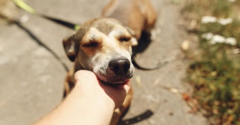 14 Ways To Completely Transform A Shelter Dog’s Life With Love And Care