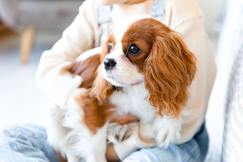 Cavalier King Charles Spaniel