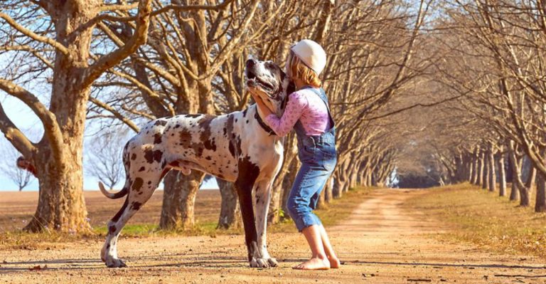 15 Affectionate Dog Breeds That Deserve More Love And Attention