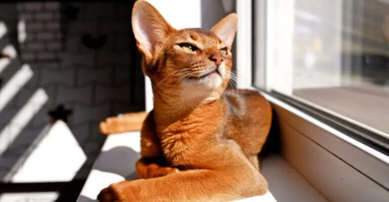 15 Cat Breeds With The Longest Lifespans