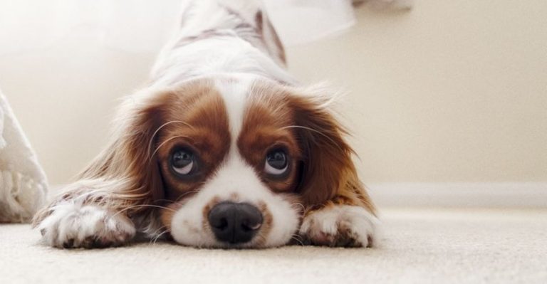 15 Dog Breeds With The Biggest, Most Loving Hearts