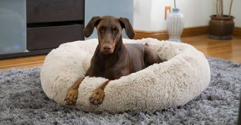 15 Everyday Habits That Drive Dogs Wild And Why They Hate Them