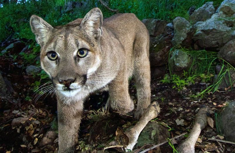 Eastern Cougar