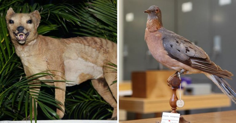 15 Extinct Animals That Keep Getting Spotted In The American Wild