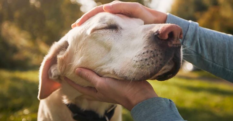 15 Heartfelt Ways Pets Say Goodbye Before They Pass Away
