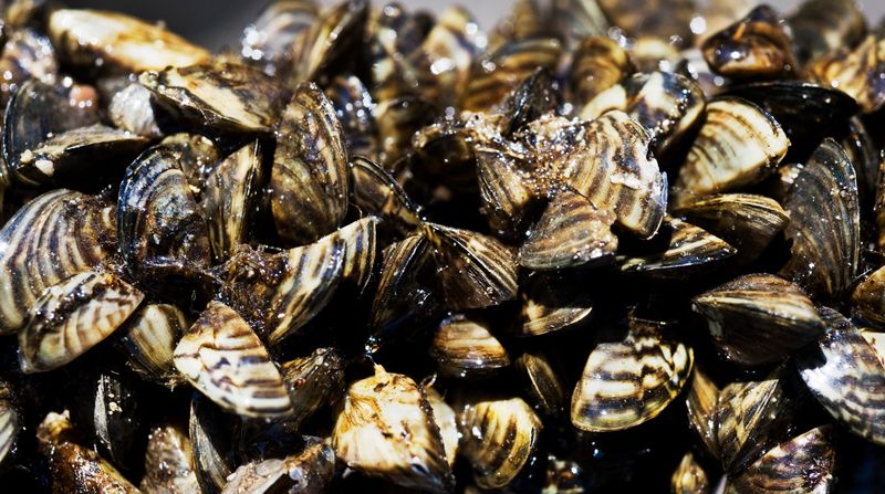 Zebra Mussels: Freshwater's Tiny Terrors