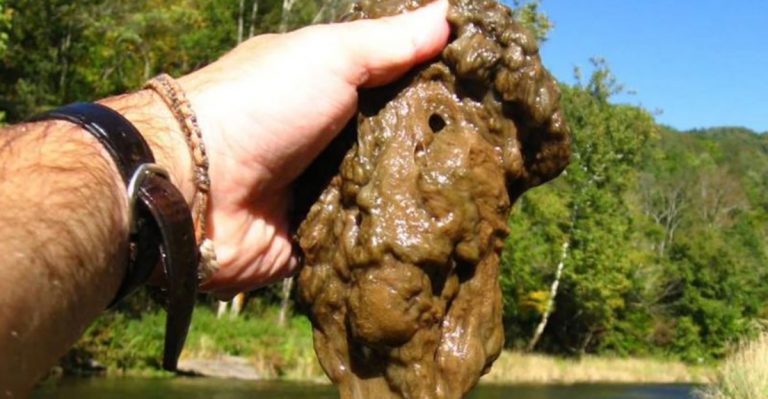 15 Invasive Species Taking Over North America And What You Need To Know