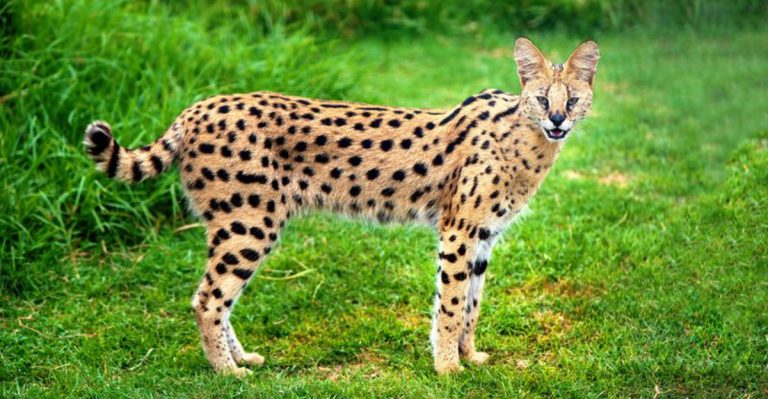 15 Most Expensive Pets You Can Own In The U.S.
