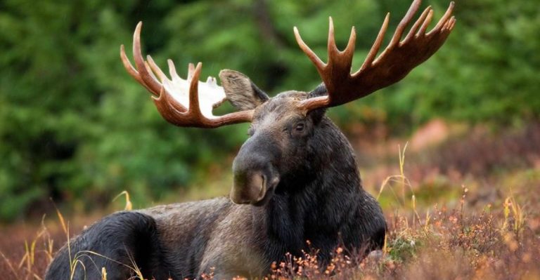 15 Must-See Animals When Visiting Yellowstone National Park
