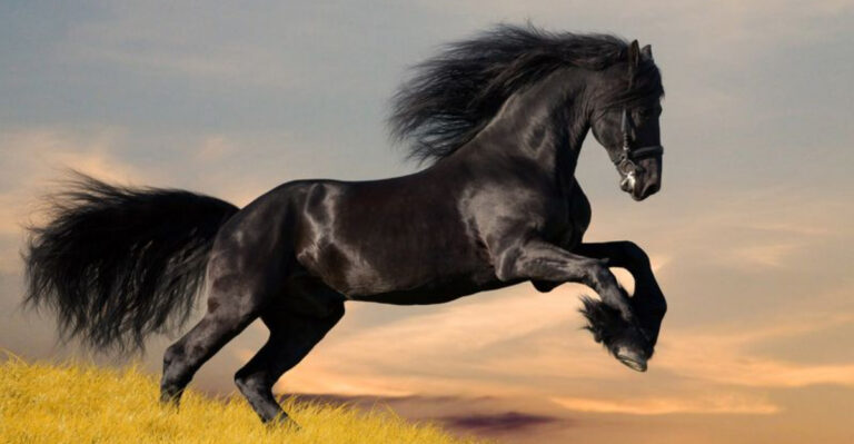 15 Native American Spirit Animals And What They Mean