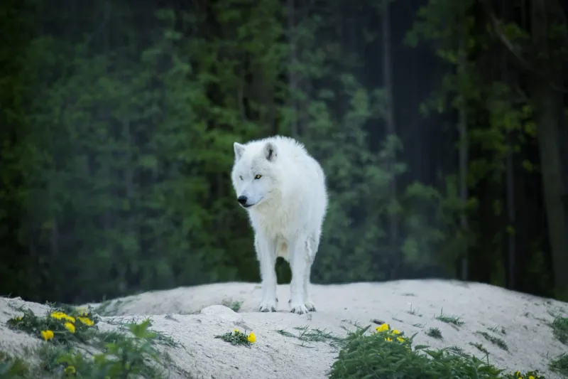 Wolf: The Loyal Guardian