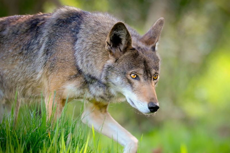 Red Wolf
