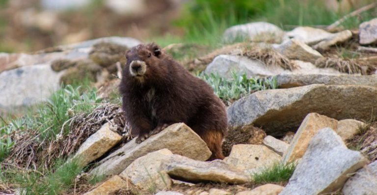 15 Rare Mammals Struggling To Survive In North America