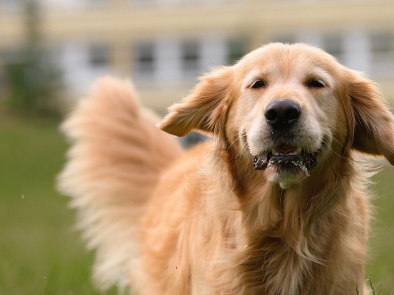 Wagging Their Tail When You Come Home