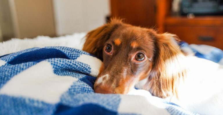 15 Small Acts Of Kindness Your Dog Does You Don’t Even Notice