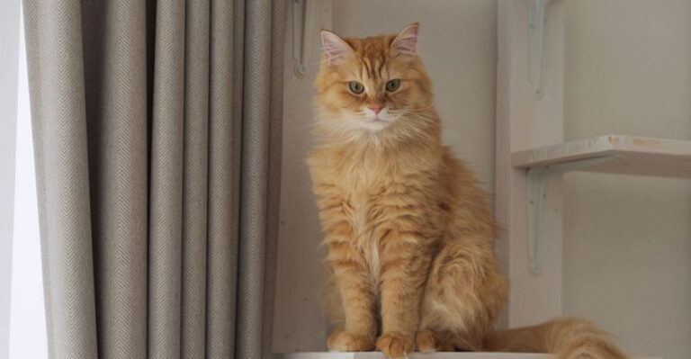 15 Surprising Things Cats Hate And What To Do Instead