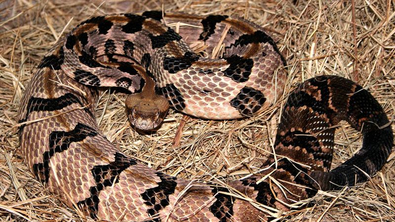 North Carolina – 157.8 bites/million