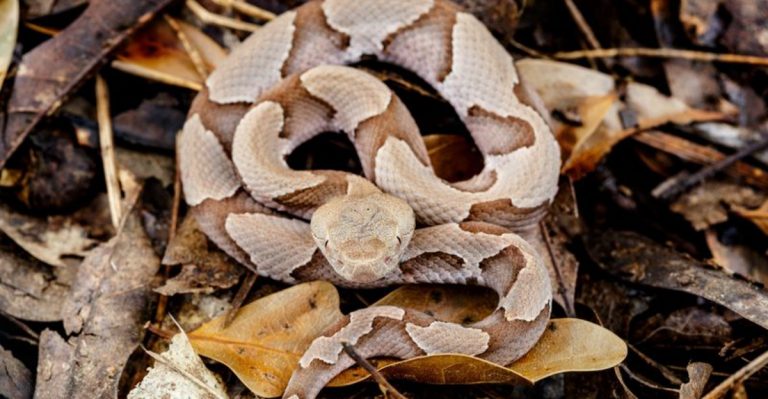 15 U.S. States With The Highest Rate Of Snakebites