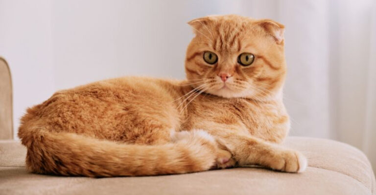 16 Best Cat Breeds, Did Yours Make The List?