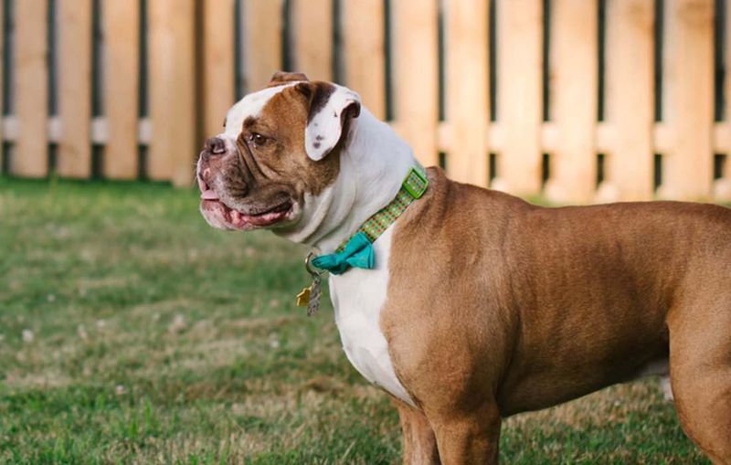 American Bulldog