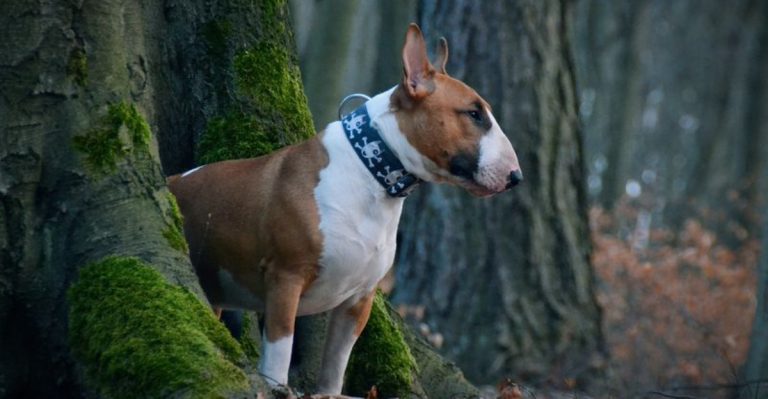 16 Dog Breeds That Simply Don’t Get Along With Other Dogs