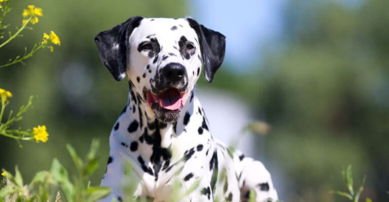 16 Most Beautiful Dog Breeds You’ll Want To Own