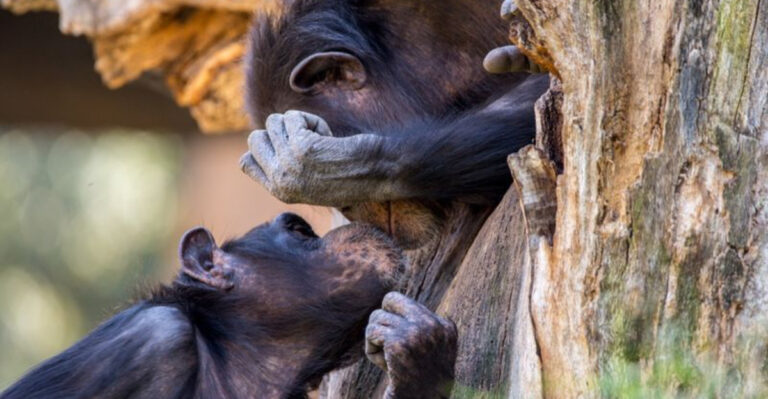 17 Animals With Emotional Intelligence That Surpass Most Humans